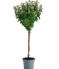 Dehner Terrassenpflanzen - Fuchsie, Stämmchen, verschiedene Sorten