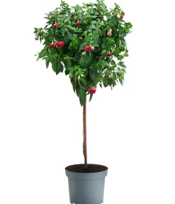 Dehner Terrassenpflanzen - Fuchsie, Stämmchen, verschiedene Sorten