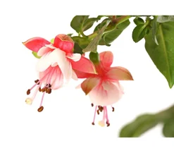Dehner Terrassenpflanzen - Fuchsie, Stämmchen, verschiedene Sorten
