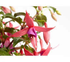 Dehner Fuchsie, verschiedene Sorten New