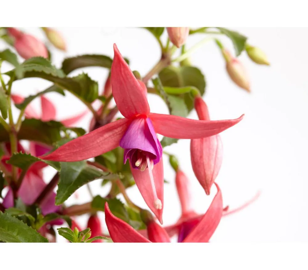 Dehner Fuchsie, verschiedene Sorten New