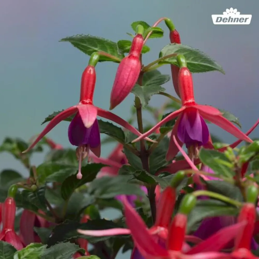Dehner Fuchsie, verschiedene Sorten New