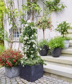 Dehner Fuchsie, verschiedene Sorten New