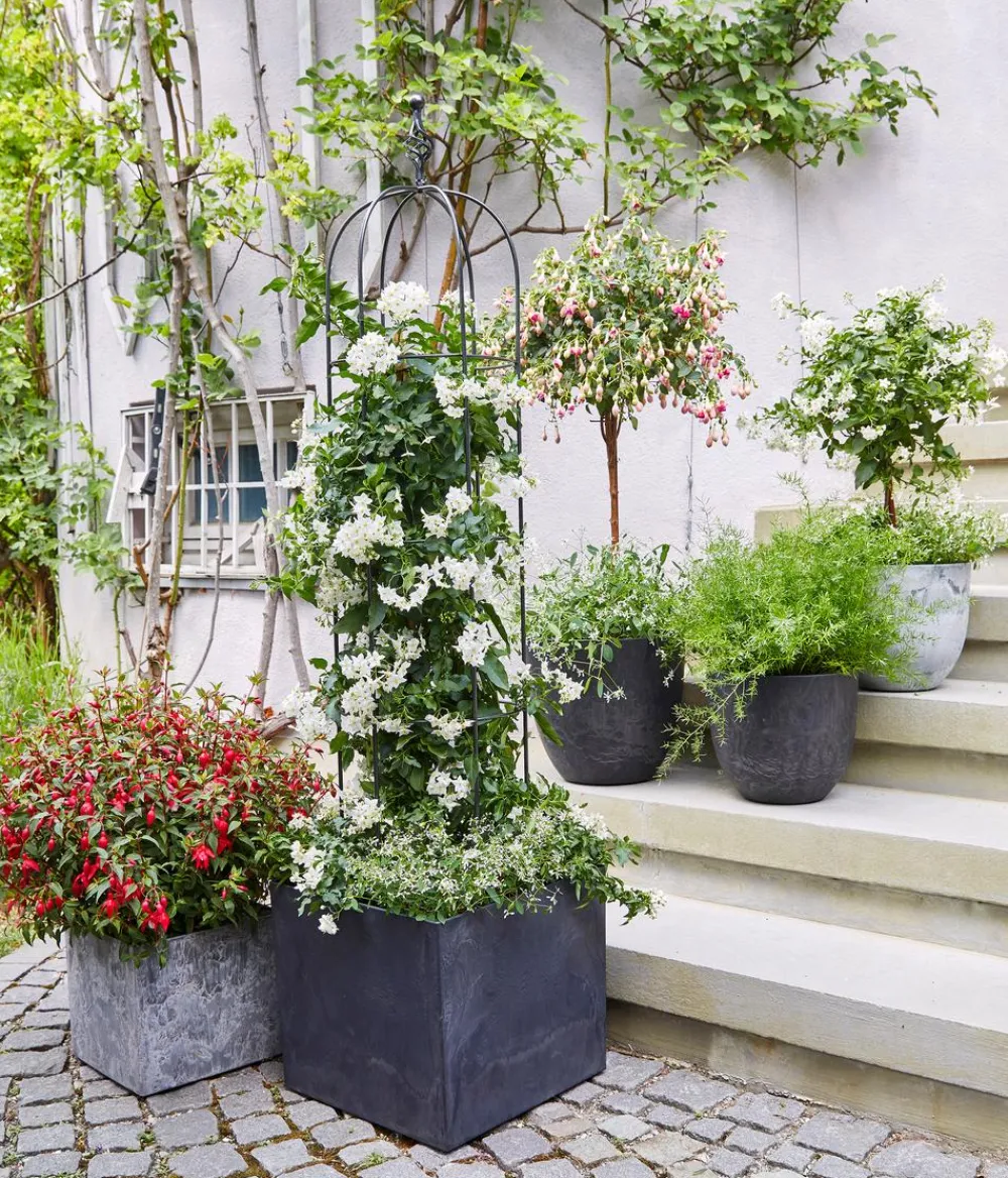 Dehner Fuchsie, verschiedene Sorten New