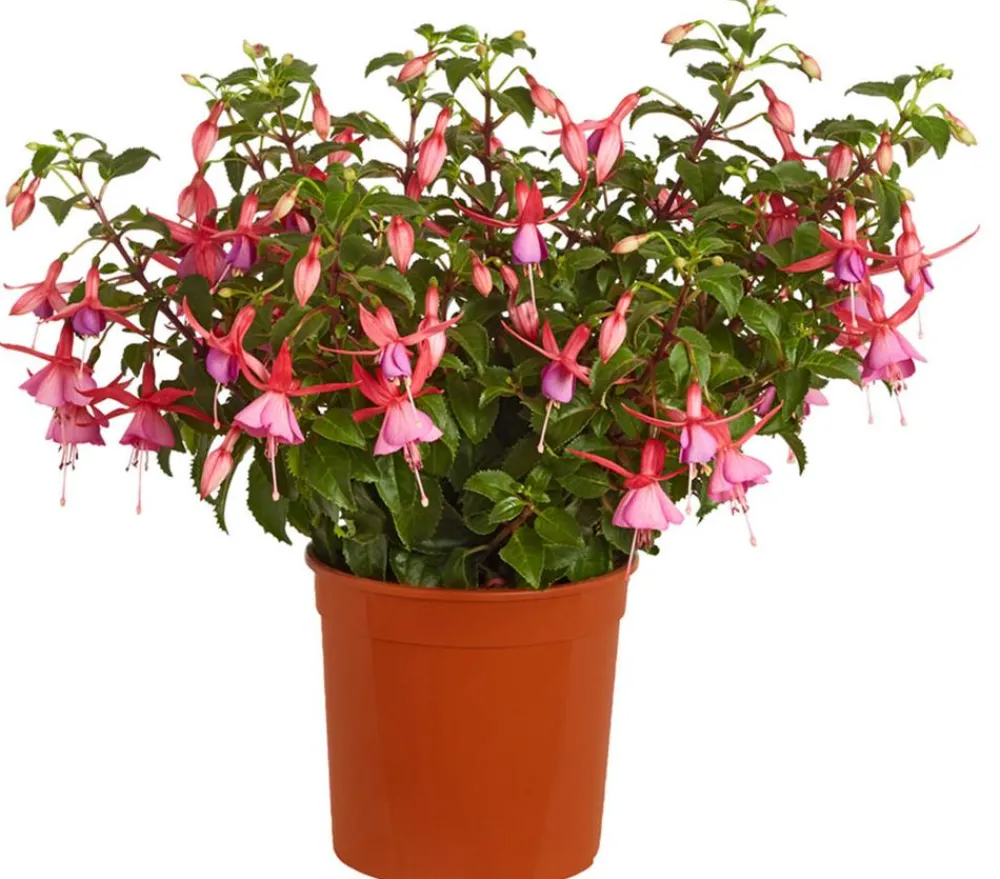 Dehner Fuchsie, verschiedene Sorten New