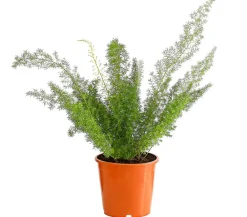 Dehner Grünpflanzen - Fuchsschwanzspargel - Asparagus densiflorus 'Meyeri' Grün