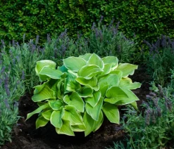 Dehner Funkie 'Frozen Margarita'
