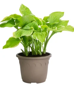 Dehner Funkie 'Frozen Margarita'