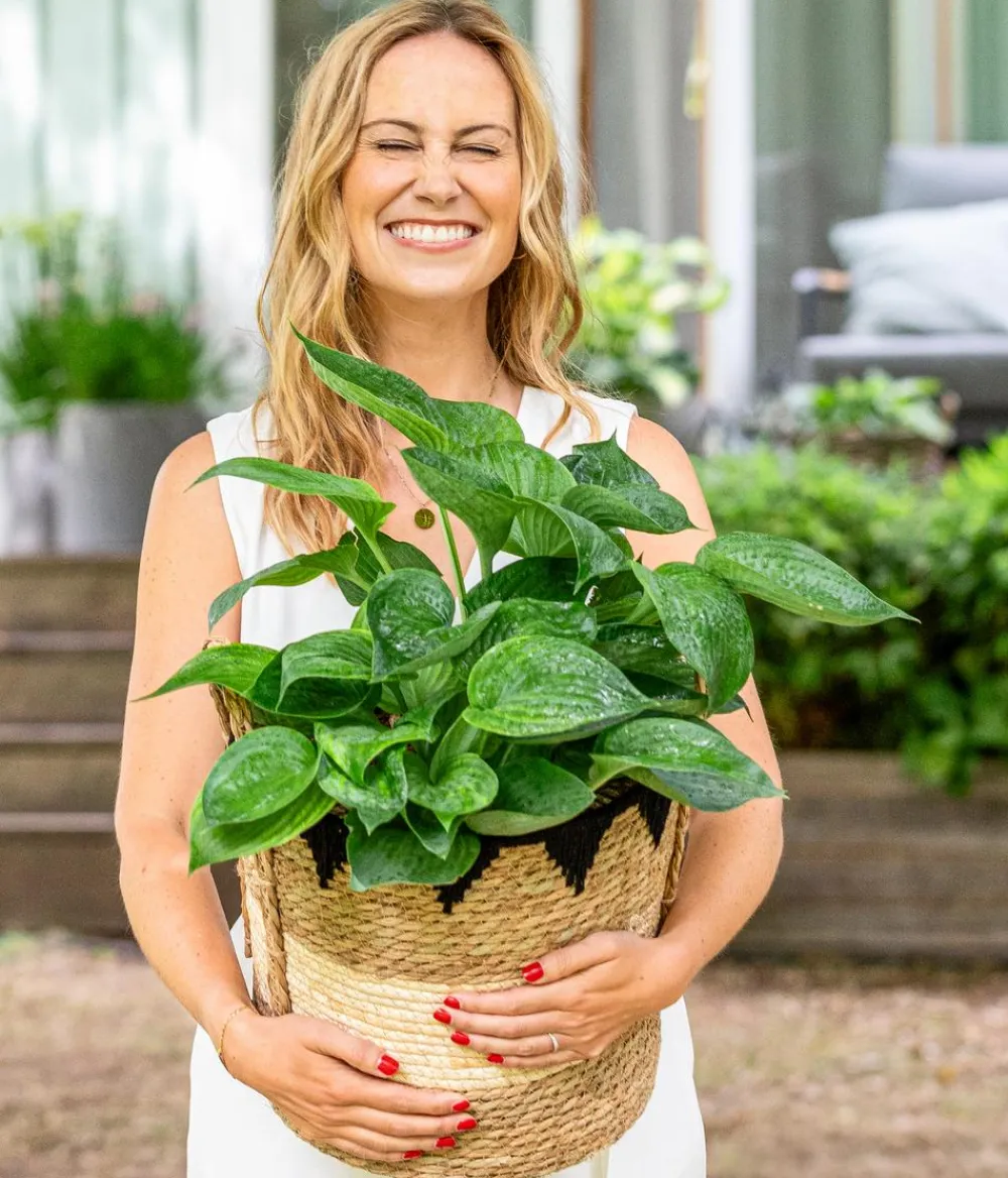 Dehner Blatt- & Schattenstauden > Funkie - Hosta, verschiedene Sorten