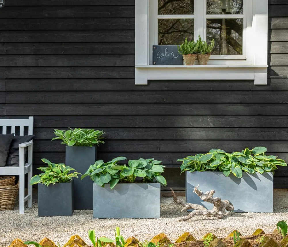 Dehner Blatt- & Schattenstauden > Funkie - Hosta, verschiedene Sorten