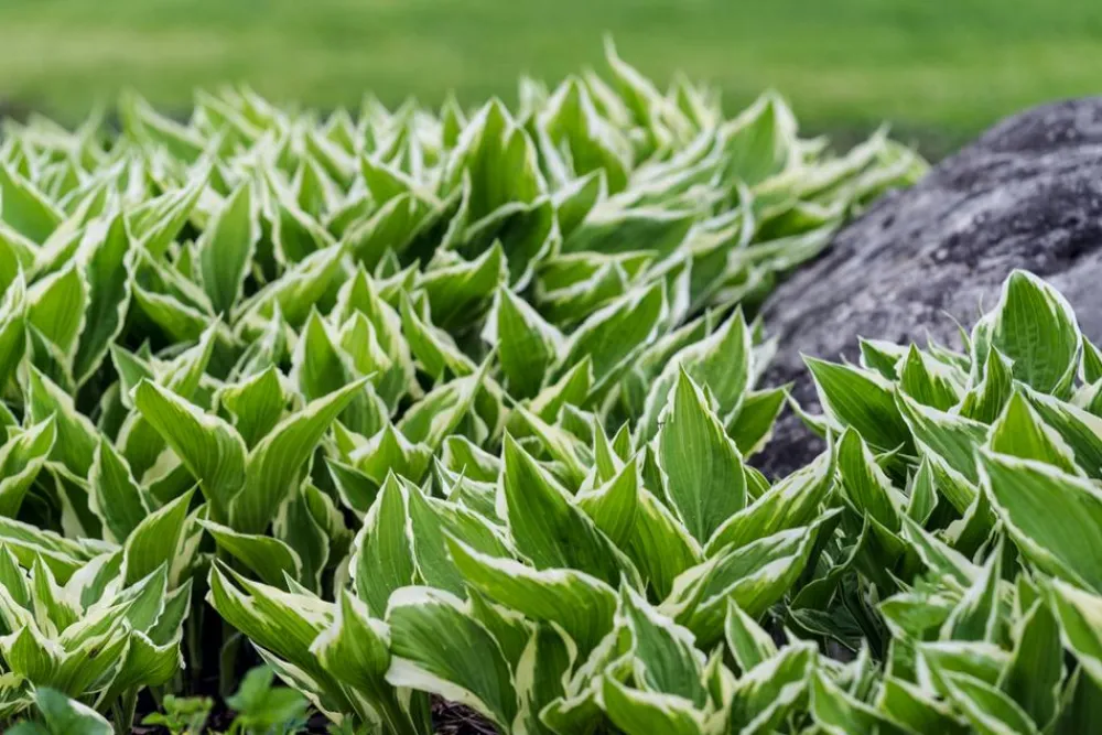 Dehner Blatt- & Schattenstauden > Funkie - Hosta, verschiedene Sorten