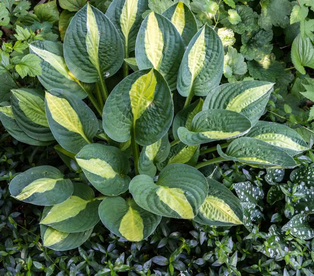 Dehner Blatt- & Schattenstauden > Funkie - Hosta, verschiedene Sorten
