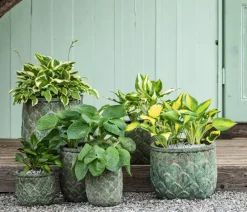 Dehner Blatt- & Schattenstauden > Funkie - Hosta, verschiedene Sorten