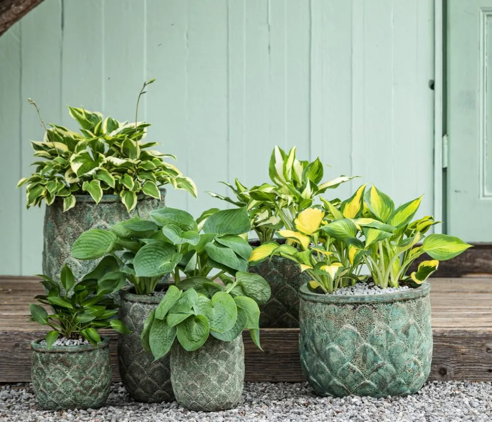 Dehner Blatt- & Schattenstauden > Funkie - Hosta, verschiedene Sorten