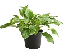 Dehner Blatt- & Schattenstauden - Funkie - Hosta, verschiedene Sorten