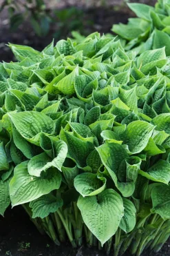 Dehner Blatt- & Schattenstauden - Funkie - Hosta, verschiedene Sorten