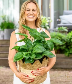 Dehner Blatt- & Schattenstauden - Funkie - Hosta, verschiedene Sorten