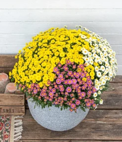 Dehner Garten Chrysanthemen-Trio Bunt Hot
