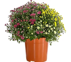 Dehner Garten Chrysanthemen-Trio Bunt Hot
