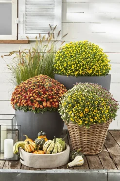 Dehner Garten Chrysanthemen-Trio Bunt Hot