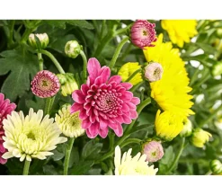 Dehner Garten Chrysanthemen-Trio Bunt Hot