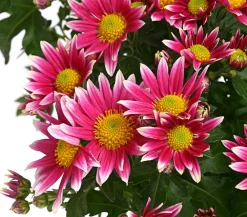 Dehner Terrassenpflanzen > Garten-Chrysantheme, Sonderfarben