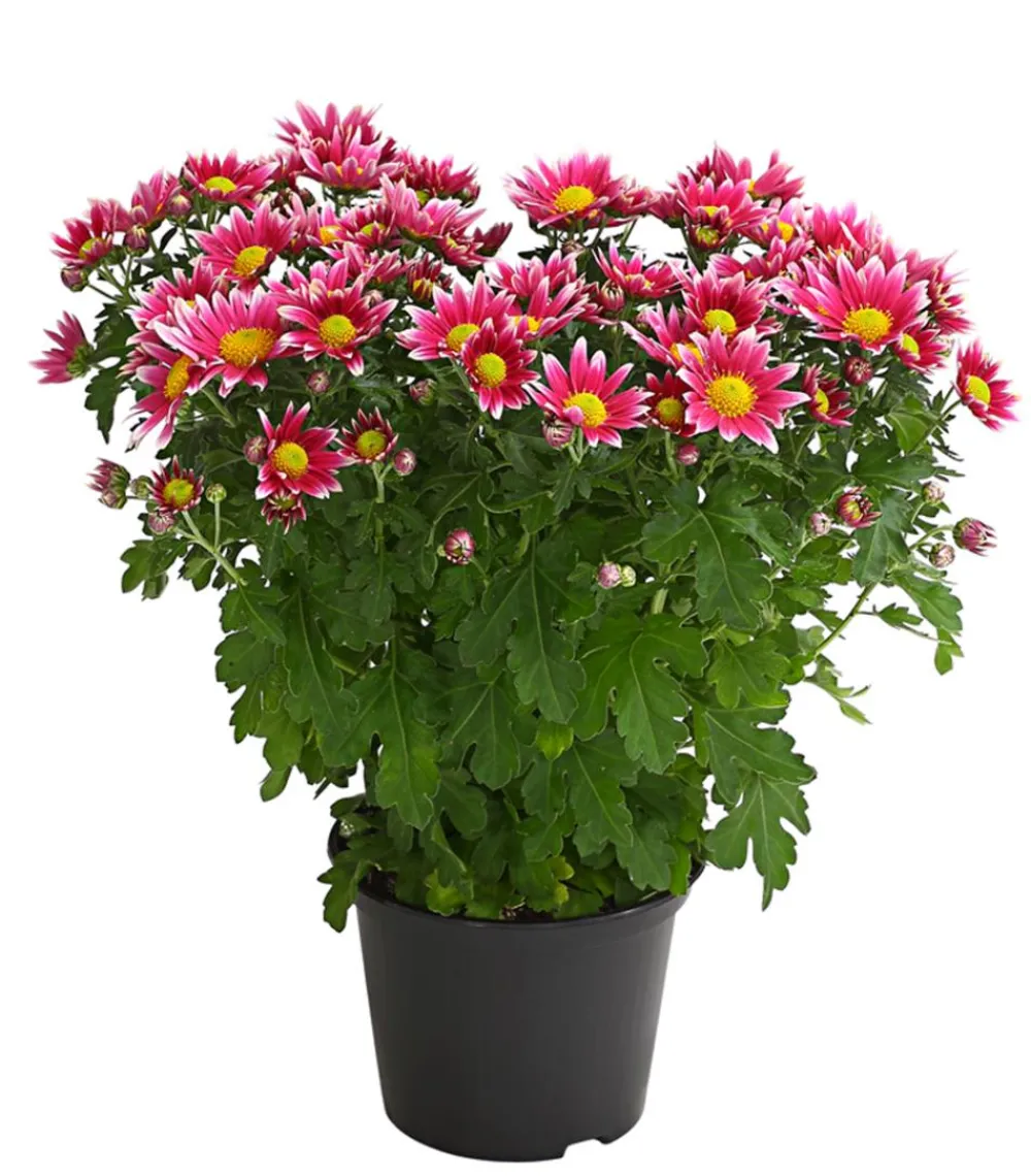 Dehner Terrassenpflanzen > Garten-Chrysantheme, Sonderfarben