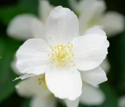 Dehner Gartenjasmin 'Lemoinei' Discount