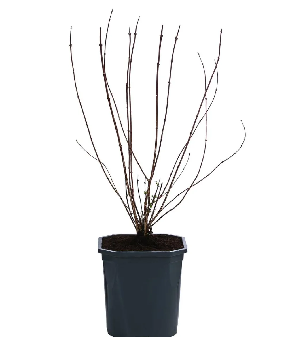 Dehner Gartenjasmin 'Lemoinei' Discount
