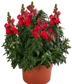 Dehner Sommerblumen > Garten-Löwenmäulchen, verschiedene Farben