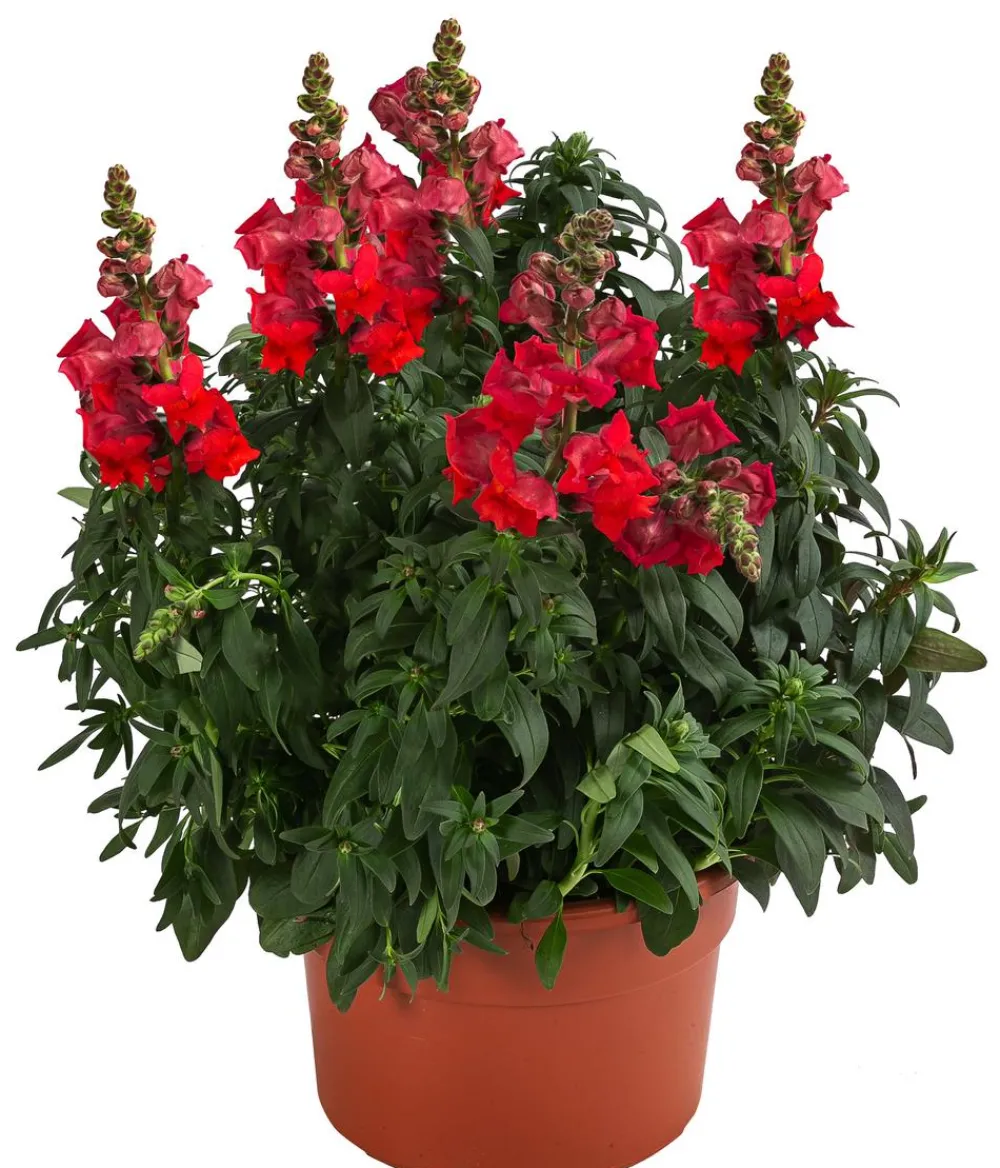 Dehner Sommerblumen > Garten-Löwenmäulchen, verschiedene Farben