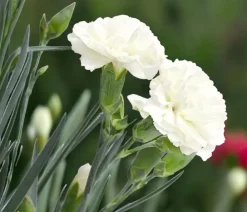 Dehner Garten-Nelke 'Devon Cottage', verschiedene Farben Outlet