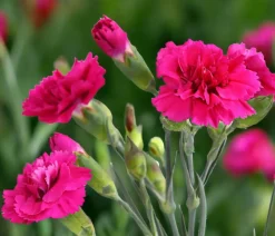 Dehner Garten-Nelke 'Devon Cottage', verschiedene Farben Outlet