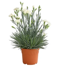 Dehner Garten-Nelke 'Devon Cottage', verschiedene Farben Outlet