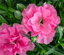 Dehner Garten-Nelke 'I Love You' Rosa Clearance