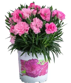 Dehner Garten-Nelke 'I Love You' Rosa Clearance