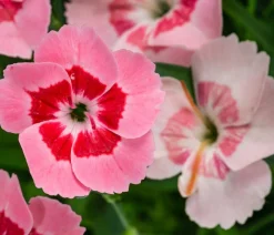Dehner Sommerstauden|Nelken - Garten-Nelke 'Peach Party'