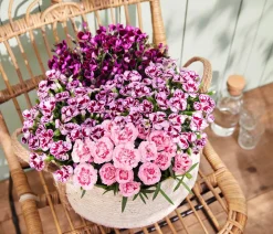Dehner Sommerstauden|Nelken - Garten-Nelke 'Pental' Pink