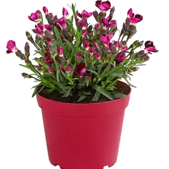 Dehner Sommerstauden|Nelken - Garten-Nelke 'Pental' Pink
