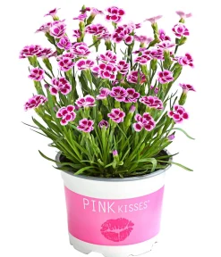 Dehner Sommerstauden|Nelken > Garten-Nelke ' Kisses®'
