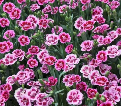 Dehner Sommerstauden|Nelken - Garten-Nelke ' Kisses®'