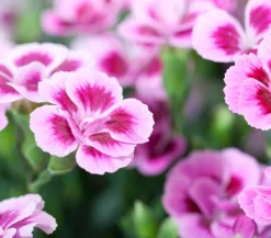 Dehner Sommerstauden|Nelken - Garten-Nelke ' Kisses®'