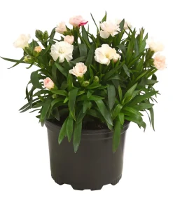 Dehner Sommerstauden|Nelken > Garten-Nelke, verschiedene Farben
