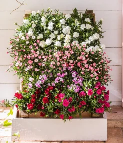 Dehner Sommerstauden|Nelken > Garten-Nelke, verschiedene Farben