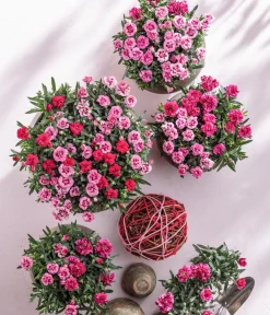 Dehner Sommerstauden|Nelken > Garten-Nelke, verschiedene Farben