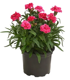 Dehner Sommerstauden|Nelken > Garten-Nelke, verschiedene Farben