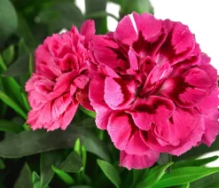 Dehner Sommerstauden|Nelken > Garten-Nelke, verschiedene Farben