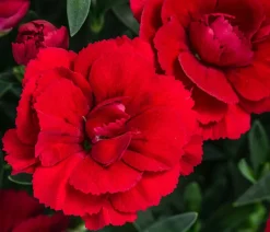 Dehner Sommerstauden|Nelken - Garten-Nelke, verschiedene Farben