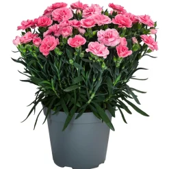 Dehner Sommerstauden|Nelken - Garten-Nelke, verschiedene Farben