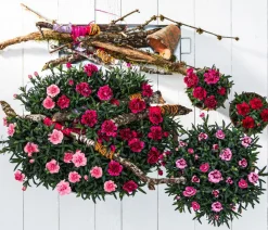Dehner Sommerstauden|Nelken - Garten-Nelke, verschiedene Farben